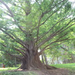 Tree Trunk - Edwards Garden