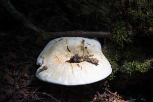 Mont-Mégantic National Park