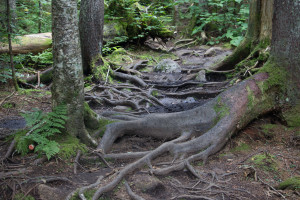 Mont-Mégantic National Park